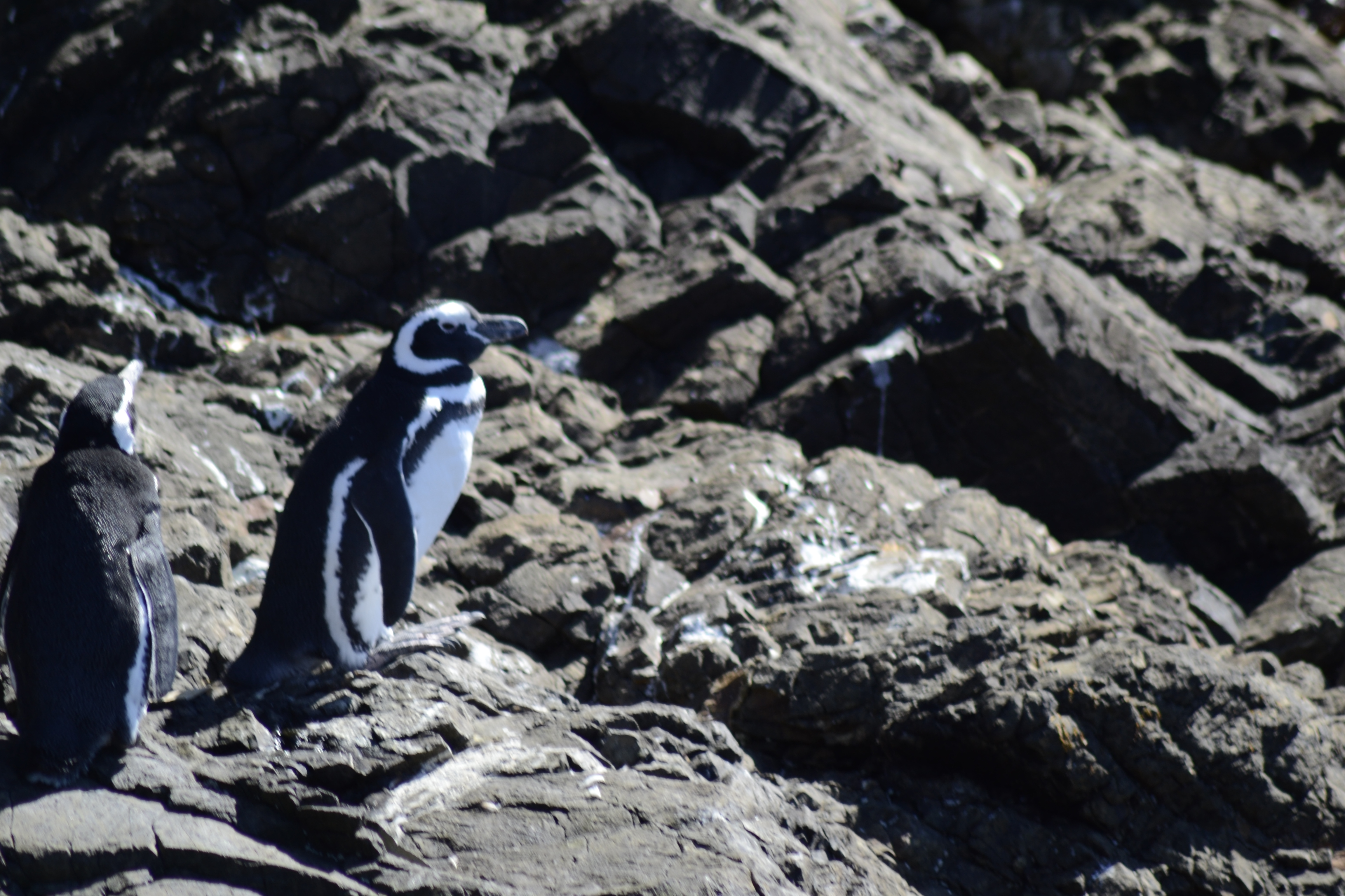 Zoomer sur l'image : Pingüineras de Puñihuil