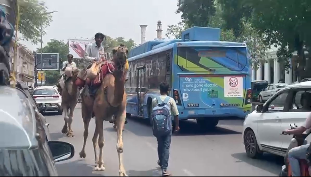 Zoomer sur l'image : Chameaux dans Delhi