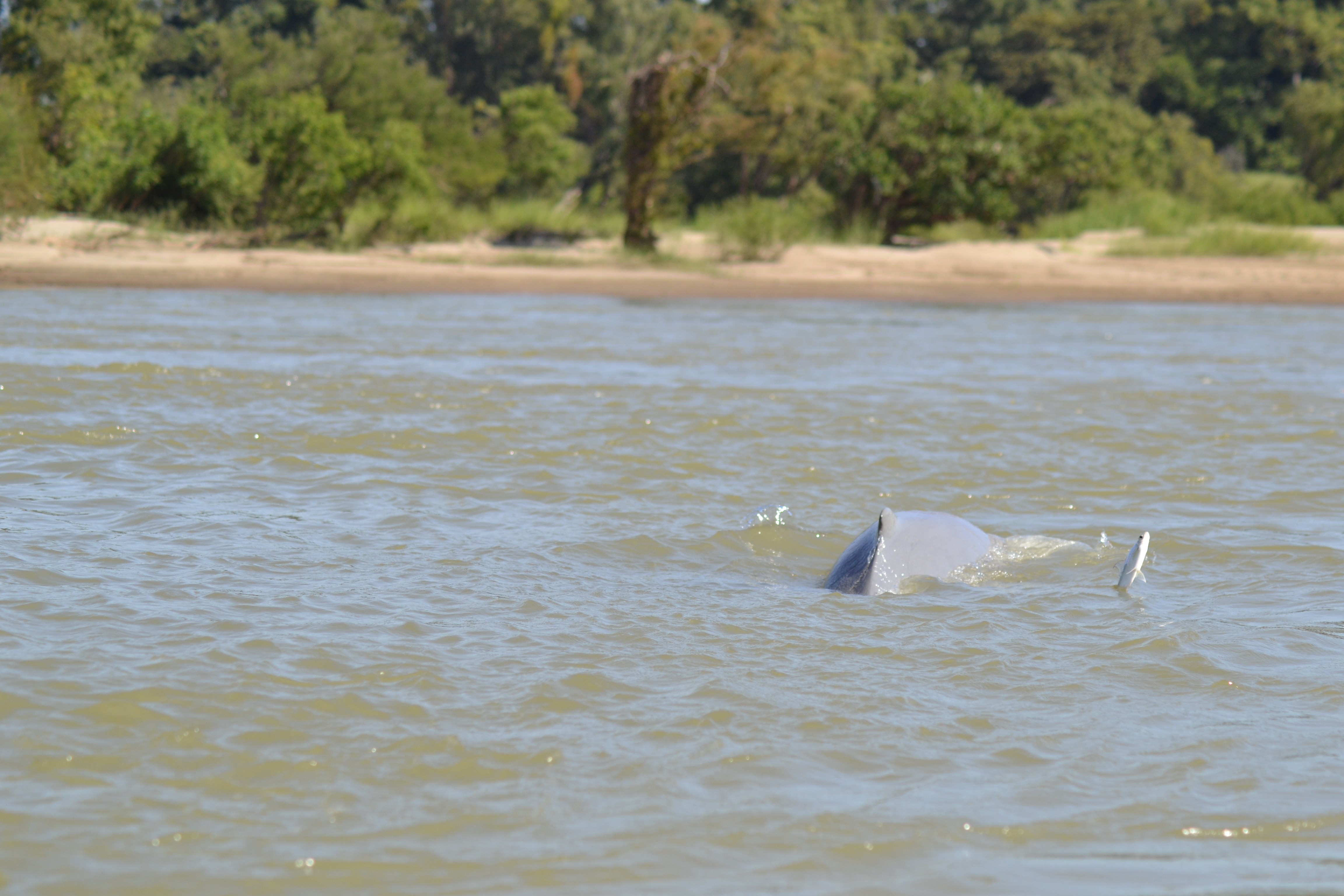 Zoomer sur l'image : Les dauphins d'Irrawaddy