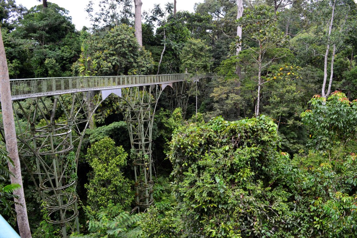 Zoomer sur l'image : Rainforest Sepilok