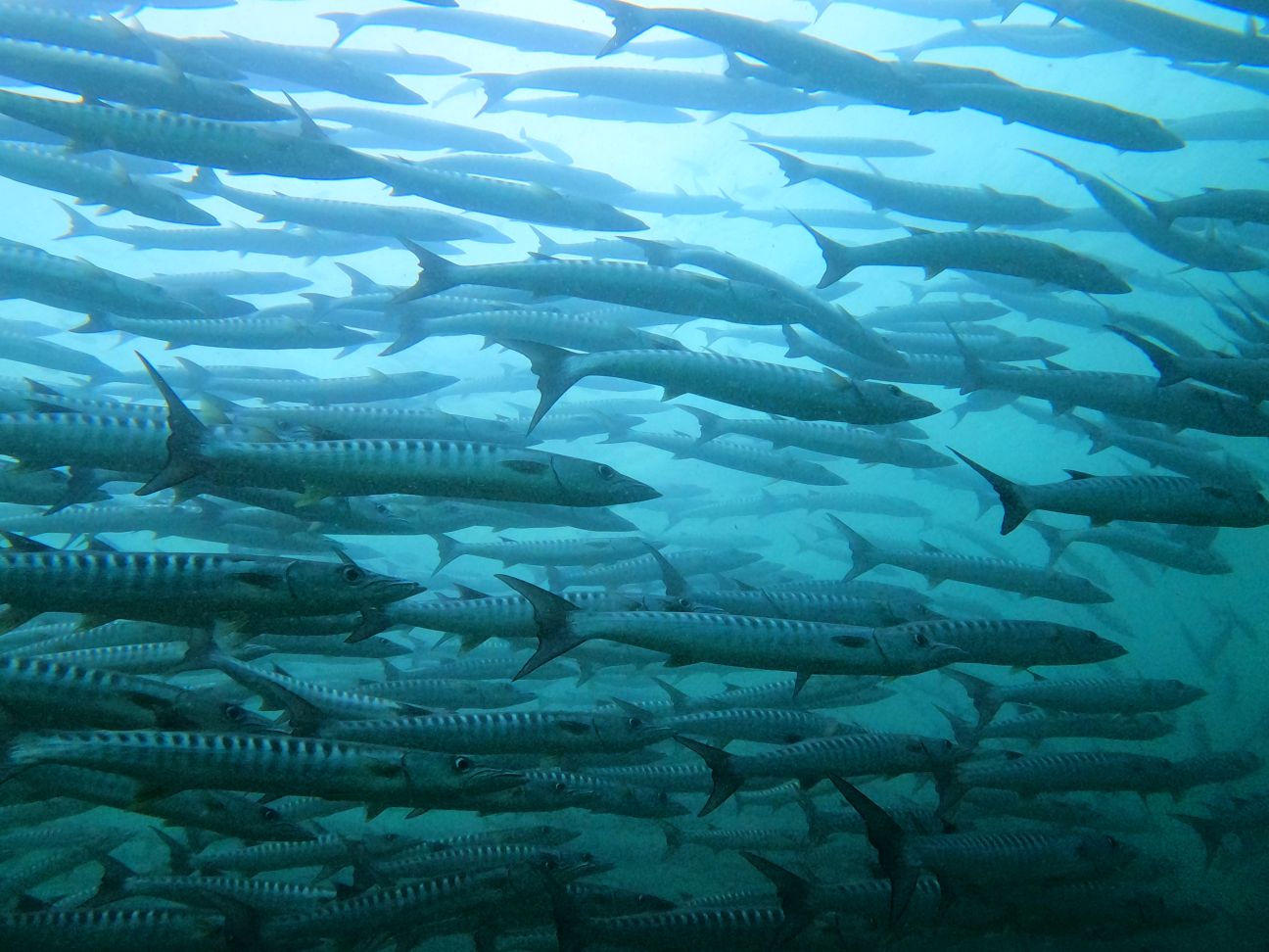 Zoomer sur l'image : Plonger à Sipadan : Barracuda point