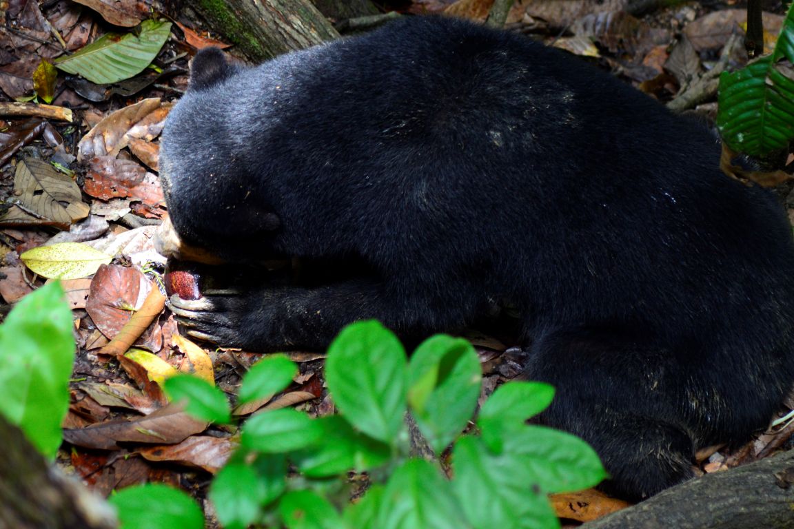 Zoomer sur l'image : Bornean Sun Bear Conservation Center