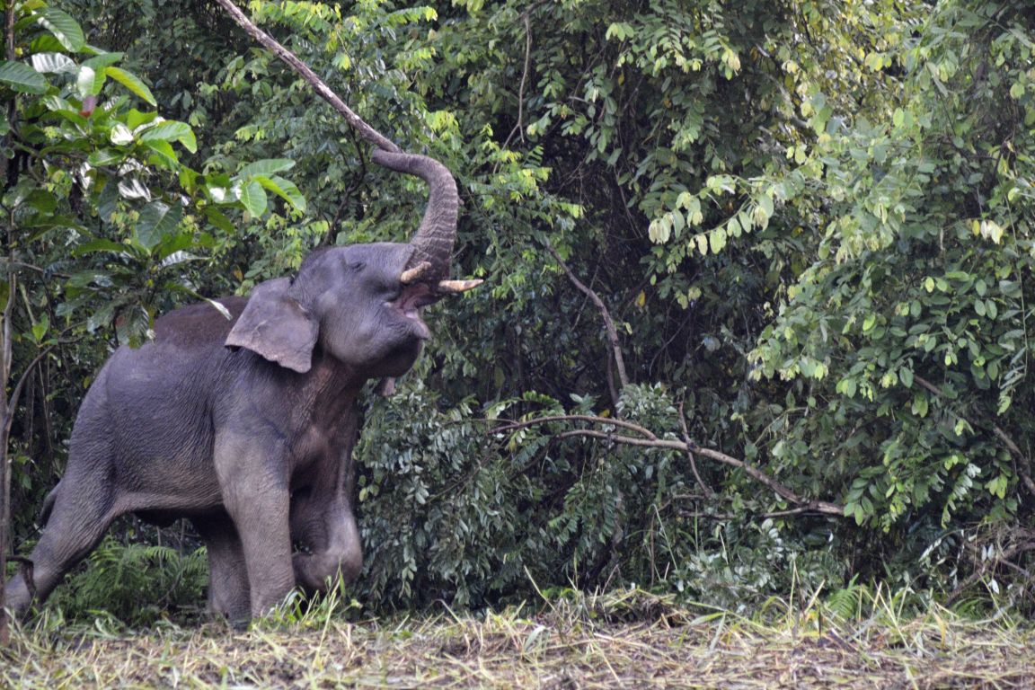 Zoomer sur l'image : Eléphant pygmée de Bornéo