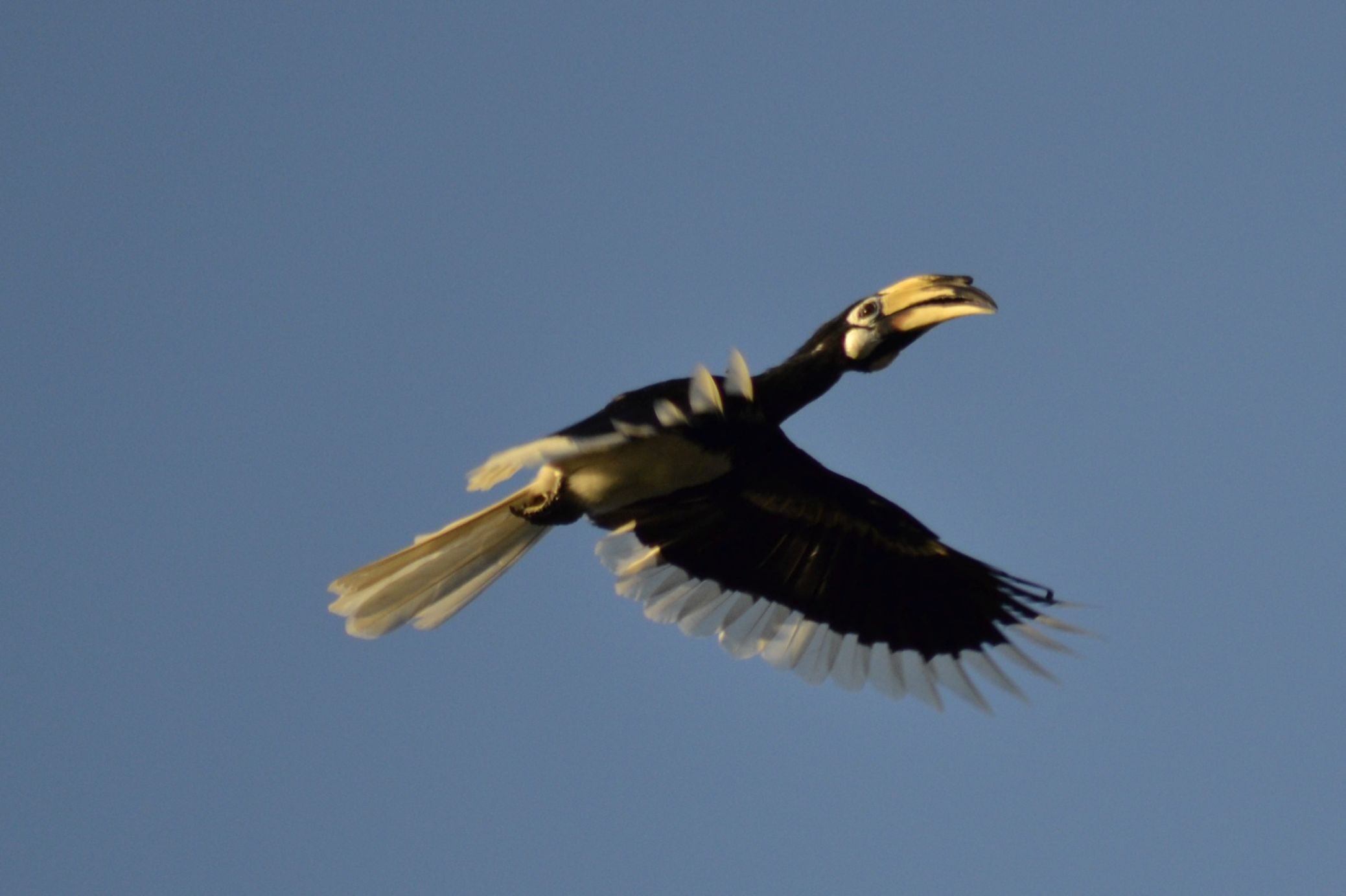 Zoomer sur l'image : Toucan Kinabatangan