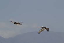 _dsc0434_original_copy_1