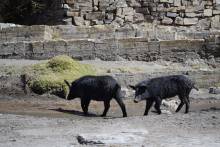 Cochon de Maragua