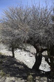 Arbres épineux