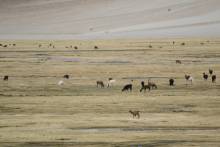 Lamas