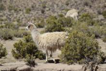 Lamas