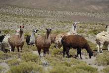 Lamas pas content