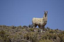 Lama