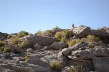 Viscacha : Lapin bolivien