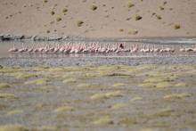 Laguna Salada