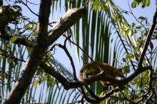 Singe