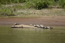 Tortues