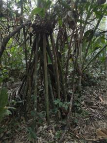 Arbre Marcheur