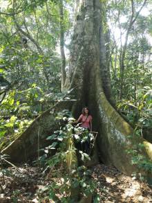 Arbre