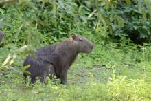 Capybara