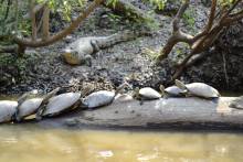 Tortues