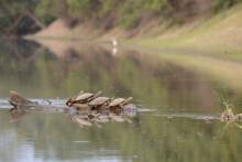 Tortues