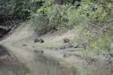 Capybaras