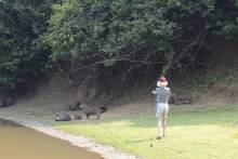 Capybaras
