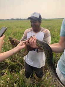 Anaconda