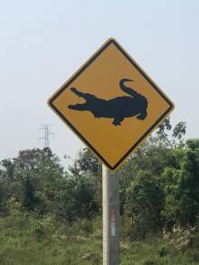 Attention caïmans