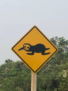 Attention paresseux