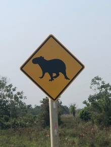 Attention capybaras