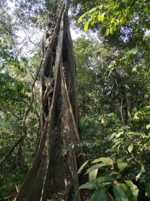 Arbre