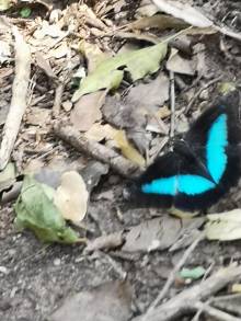 Papillon