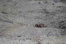 Crabe de terre