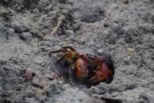 Crabe de terre