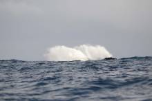 Baleine à bosse