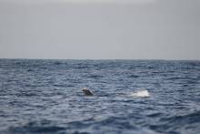 Baleine à bosse