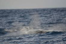 Baleine à bosse