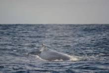 Baleine à bosse