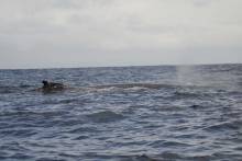 Baleine à bosse