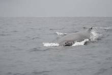 Baleine à bosse