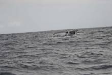 Baleine à bosse