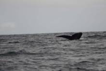 Baleine à bosse