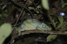 Caméléon