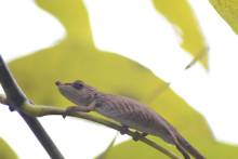 Caméléon