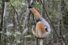 Lémurien Sifakas