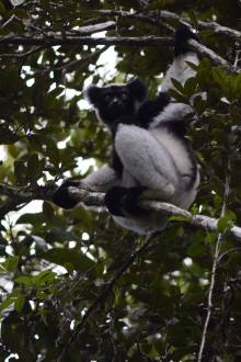 Lémurien Indri