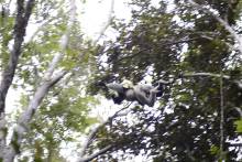 Lémurien Indri