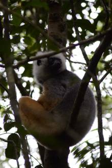 Lémurien Sifakas