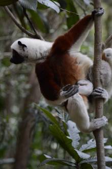 Sifaka Réserve privée Peyrieras