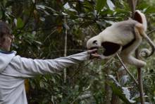 Sifaka Réserve privée Peyrieras